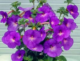 Ахименес Мексикана (Mexicana) купить