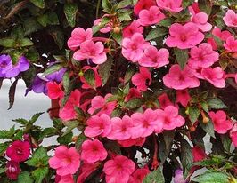 Ахименес Прима Донна (Prima Donna) купить