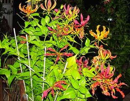 Глориоза Корсонай (Carsonii) купить