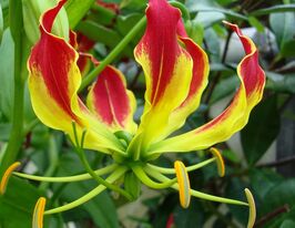 Глориоза Суперба (Superba) купить