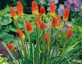 Кніфофія Уварія Грандіфлора (Uvaria Grandiflora)купити