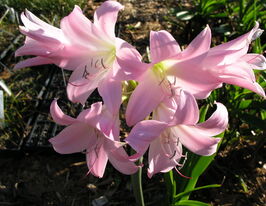 Крінум Пауелла (Powelli)купити