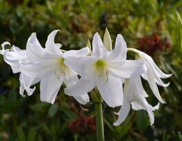 Крінум Пауелла Альбум (Powelli Album)купити