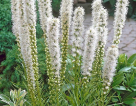 Лиатрис Флористан Вейс (Floristan Weiss) купить