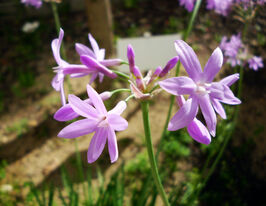 Тюльбагия Виолацеа (Violacea) купить