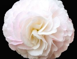 Бегония клубневая (махровая) Нонстоп F1 Эппл Блоссом купить