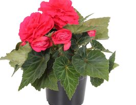 Бегония клубневая (махровая) Нонстоп F1 Дип Роуз купить