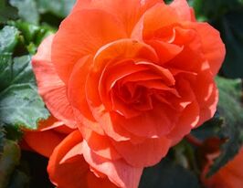 Бегония клубневая (махровая) Нонстоп F1 Дип Салмон купить