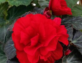 Бегонія бульбова (махрова) Нонстоп F1 Червонакупити