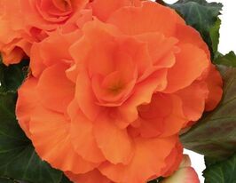 Бегония клубневая (махровая) Нонстоп F1 Сансет купить