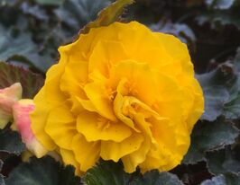 Бегония клубневая (махровая) Нонстоп F1 Еллоу Ред Блэк купить