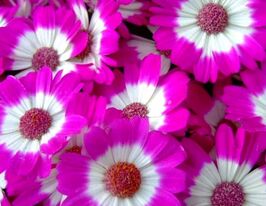 Перикалис гибридный Стар Вос F1 малиновый с прожилками купить