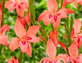 Гладиолус Нанус  Аманда Мэй (Nanus  Amanda Mahy) купить