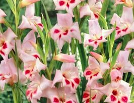 Гладиолус Нанус Эльвира (Nanus Elvira) купить