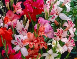 Гладиолус Нанус Микс (Nanus Mix) купить