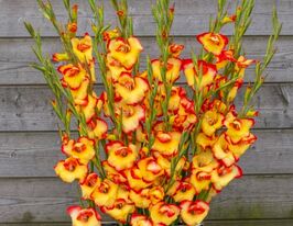 Гладиолус Лас Вегас (Primulinus Las Vegas) купить