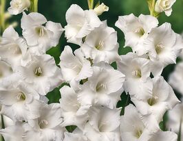 Гладиолус Александра зе Грейт (Alexandra the Great) купить