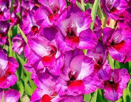 Гладиолус Альфафа (Alfafa) купить