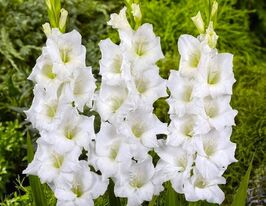 Гладиолус Амстердам (Amsterdam) купить