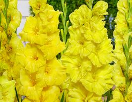 Гладиолус Бананарама (Bananarama) купить