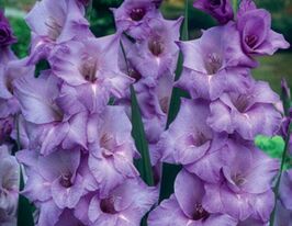 Гладиолус Блю Тропик (Blue Tropic) купить