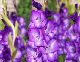 Гладиолус Кеместри (Chemistry) купить