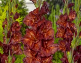 Гладиолус Шоколад (Chocolate) купить