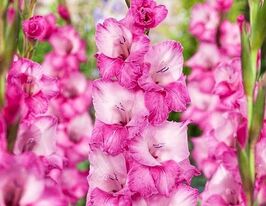 Гладиолус Фадо (Fado) купить