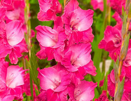 Гладиолус Фейритейл Пинк (Fairytale Pink) купить