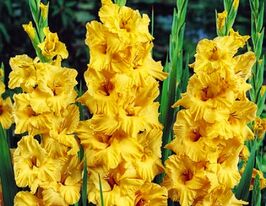 Гладиолус Флево Бризер (Flevo Breezer) купить