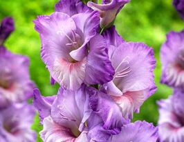 Гладиолус Флевит Наутика (Flevo Nautica) купить