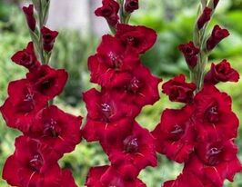 Гладиолус Флевит Шайн (Flevo Shine) купить