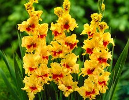 Гладиолус Джестер (Jester) купить