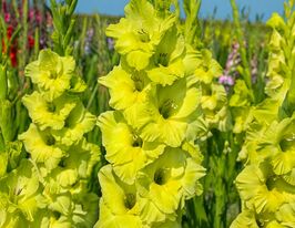 Гладиолус Кио (Kio) купить