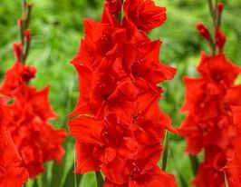 Гладиолус Манхэттен (Manhattan) купить