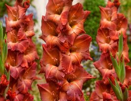 Гладиолус Могикан (Mohican) купить