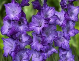 Гладиолус Мохито (Mojito) купить