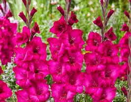 Гладиолус Натан (Natan) купить