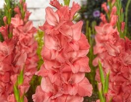 Гладиолус Нью Релиз (New Release) купить