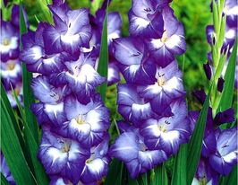 Гладиолус Нори (Nori) купить