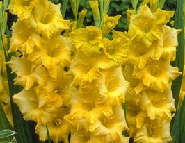 Гладиолус Новая Люкс (Nova Lux) купить