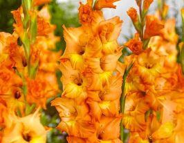 Гладиолус Олимпик Флейм (Olympic Flame) купить