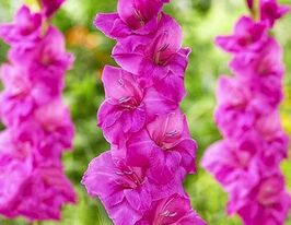 Гладиолус Панама (Panama) купить