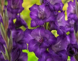 Гладиолус Перформер (Performer) купить