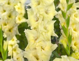 Гладиолус Спид Дейт (Speed Date) купить