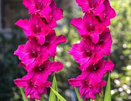 Гладиолус Шуга Плам (Sugar Plum) купить