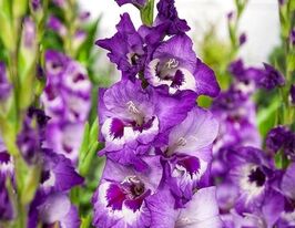 Гладиолус Виста (Vista) купить