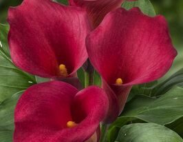 Калла Капітан Голлівуд (Captain Hollywood)купити