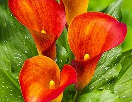 Калла Капітан Трініті (Captain Trinity)купити