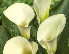 Калла Капітан Вентура (Captain Ventura)купити